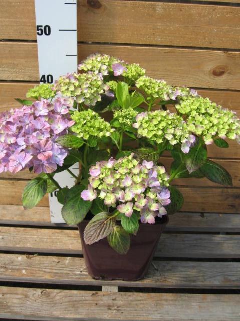 Hortensia - Culture, Soin et Variétés