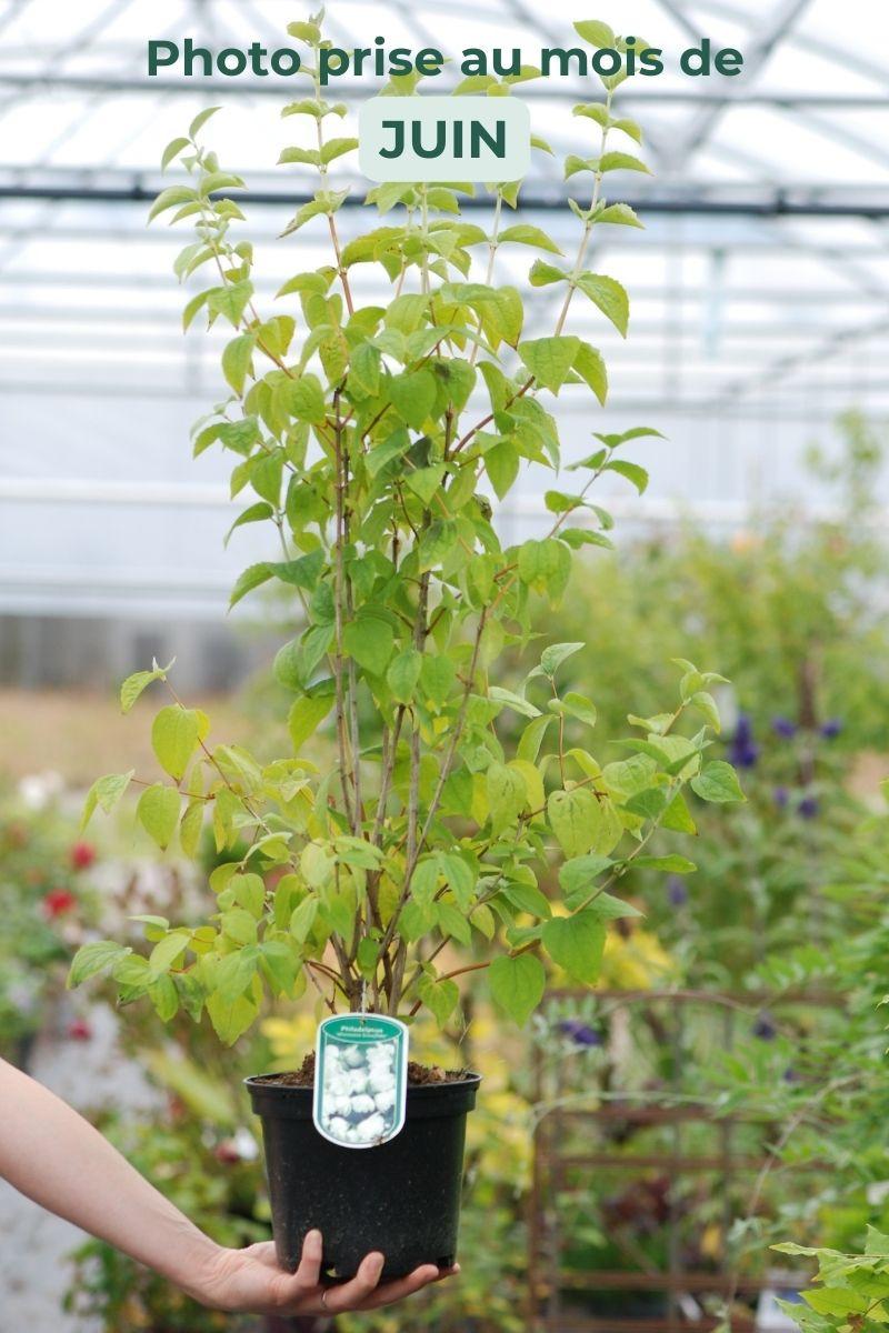 Seringat plantation, entretien et taille