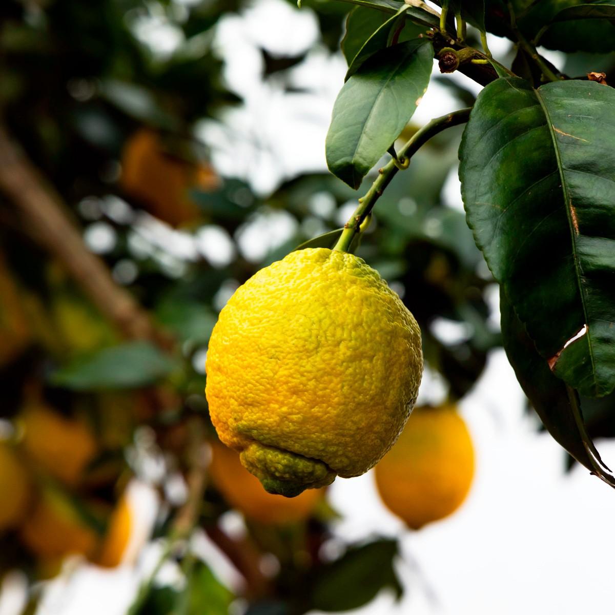 Citronnier épineux (Poncirus Trifoliata) : Culture Et Entretien